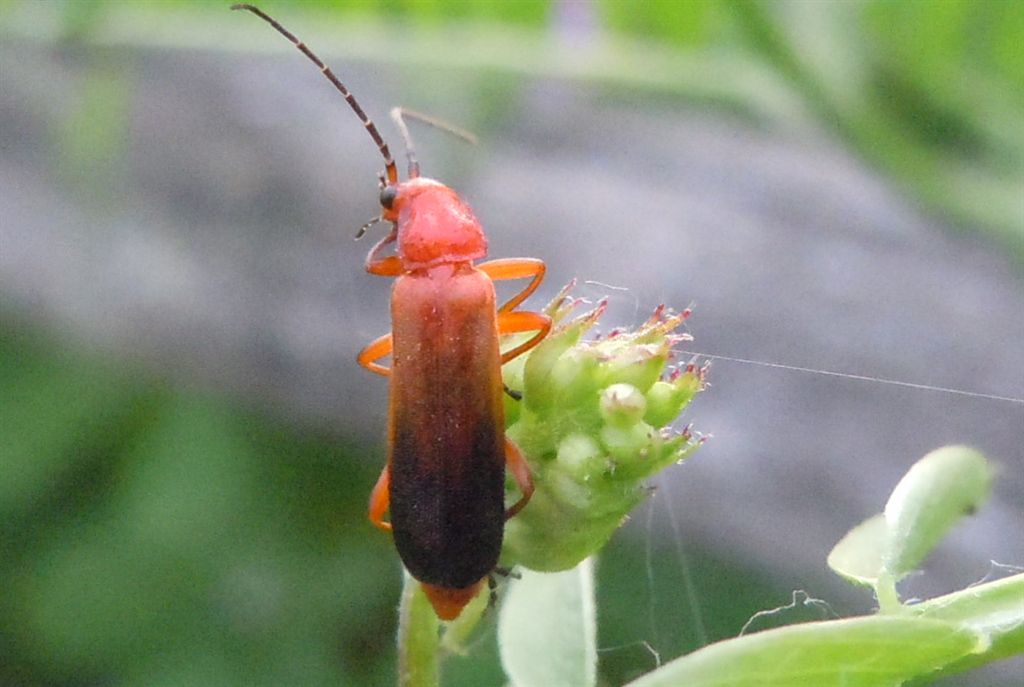 Rhagonycha fulva?